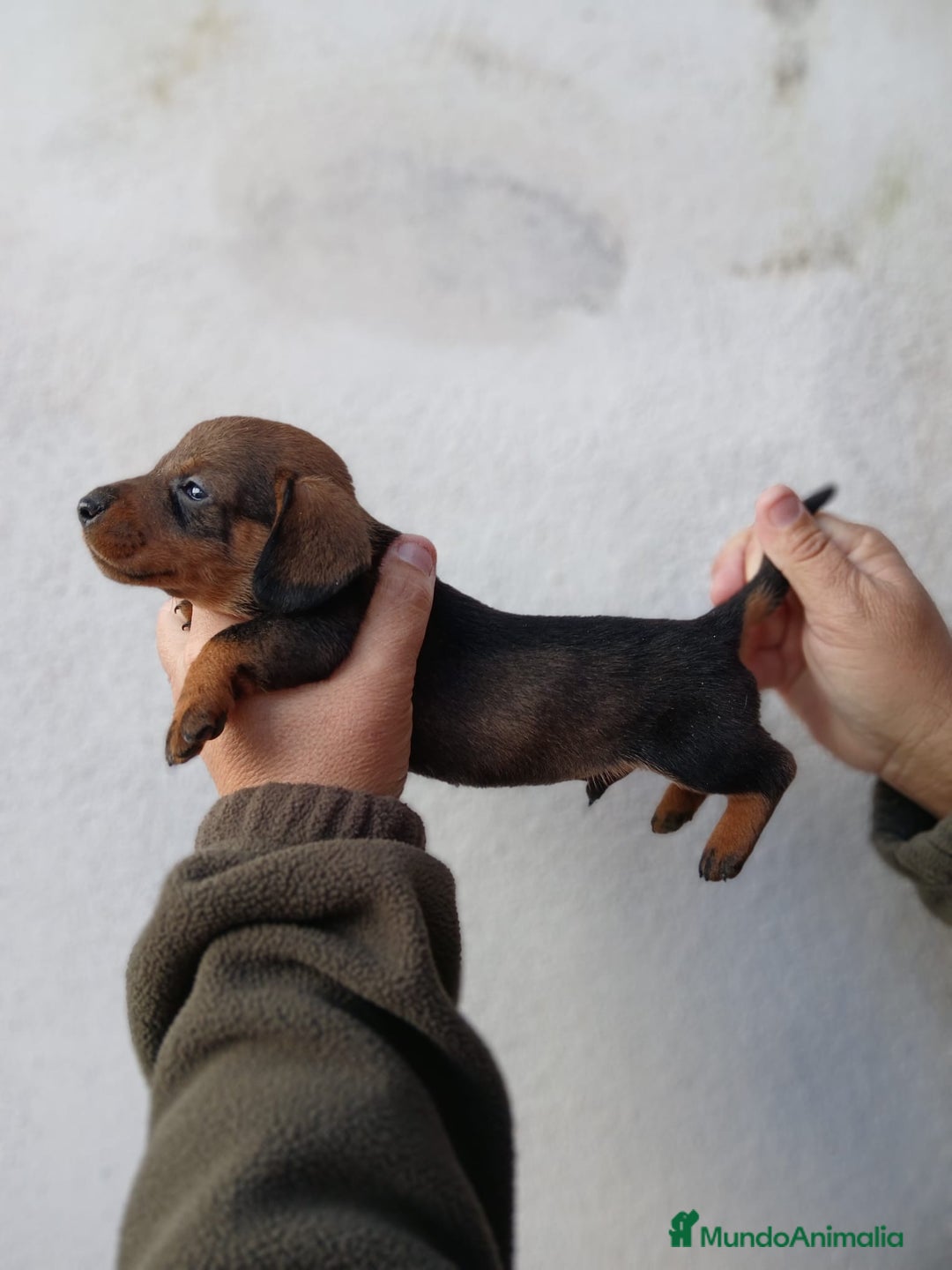 Teckel Miniatura perros en venta: camada teckel arlequín y todos los colores  - Anuncio 15