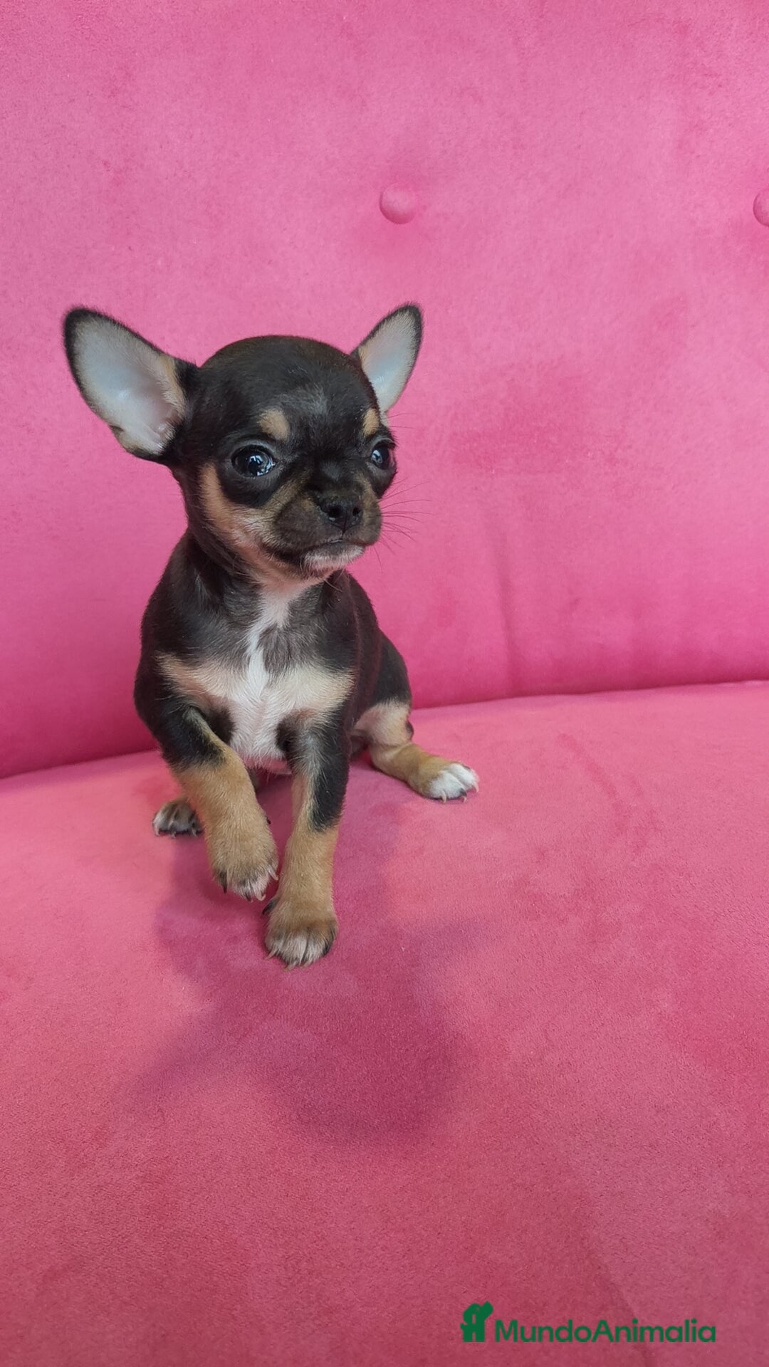 Chihuahua perros en venta: Chihuahuas Toy  - Anuncio 11