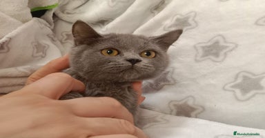 Australian Mist gatos - Anuncio 2
