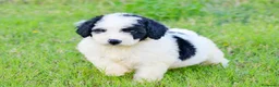 Perro de Agua Español perros en venta: Camada de perro de agua  - Anuncio 1