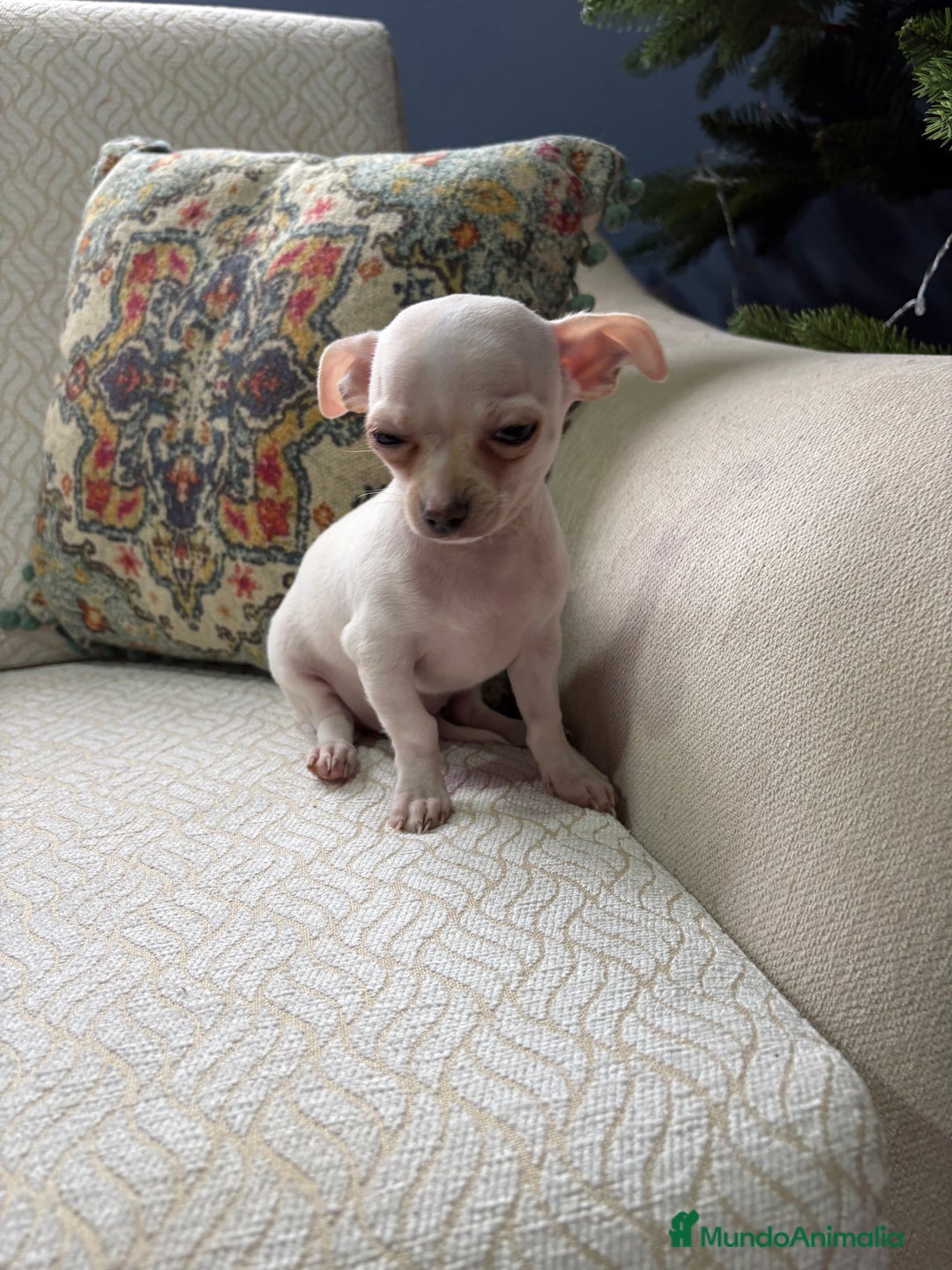 Chihuahua perros en venta: Chihuahua Toy macho blanco  - Anuncio 3