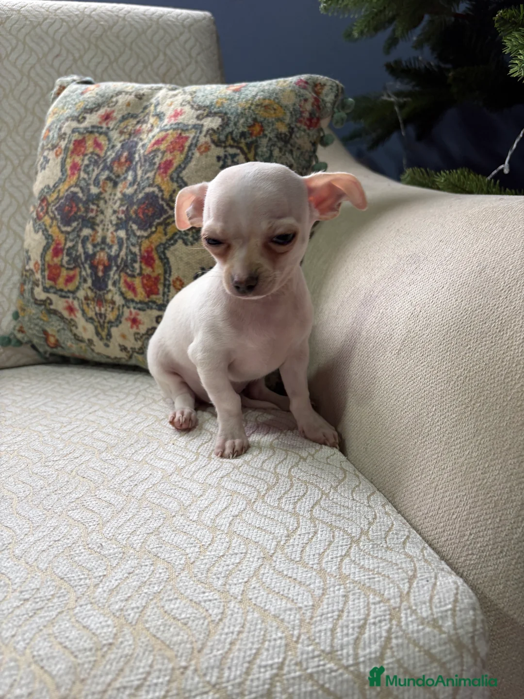 Chihuahua perros en venta: Chihuahua Toy macho blanco  - Anuncio 3
