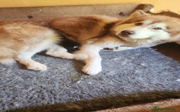 Alaskan Malamute perros en venta: Alaskan Malamute - Imagen 2