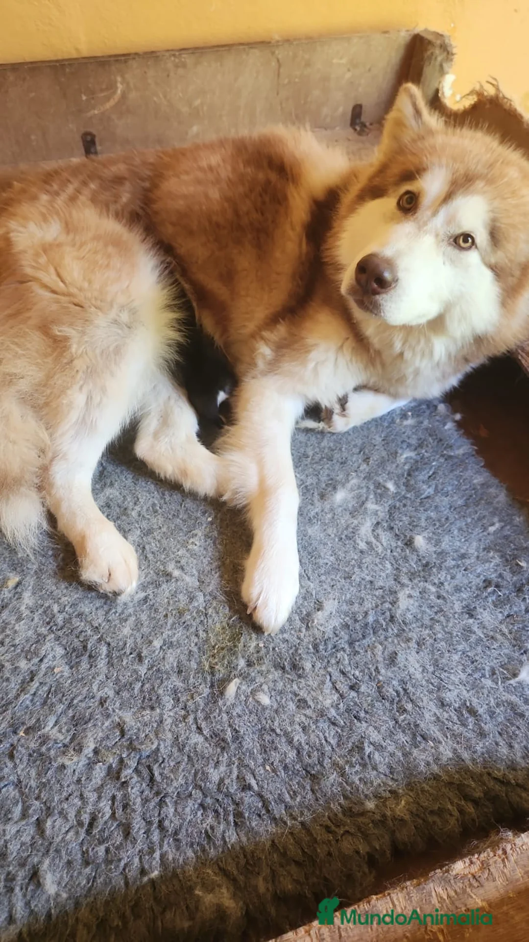 Alaskan Malamute perros en venta: Alaskan Malamute - Anuncio 2