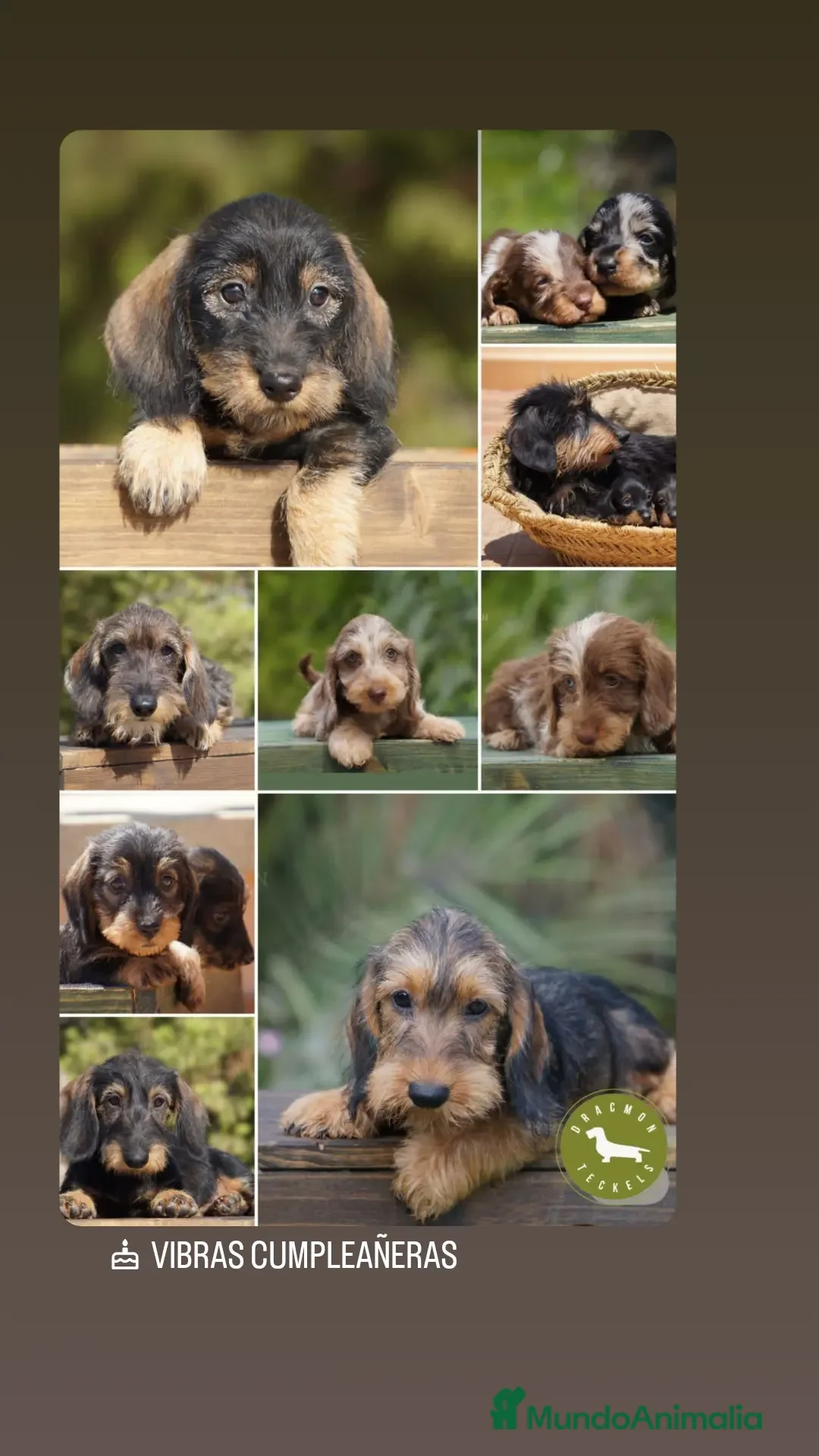 Imagen de galería {{count}}