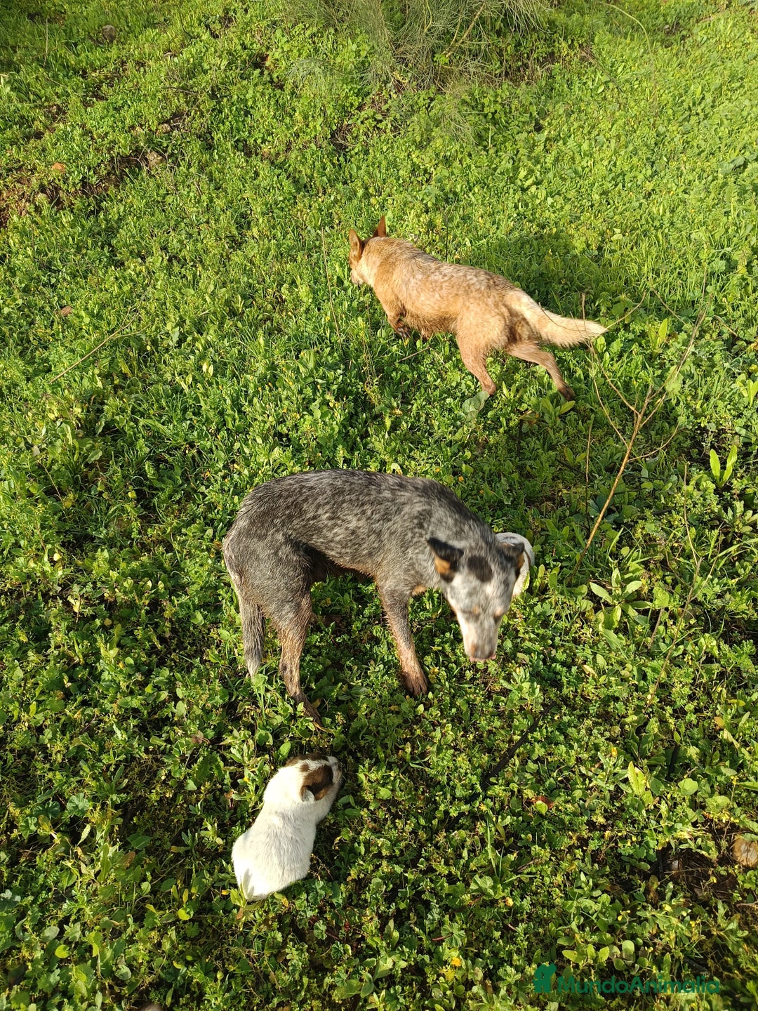 Pastor Australiano perros en venta: Cattle Dog ganadero australiano  - Anuncio 1
