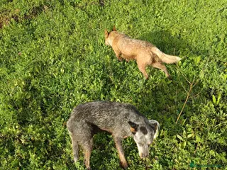 Pastor Australiano perros Cattle Dog ganadero australiano - Anuncio 32
