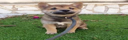 Shiba Inu perros en venta: Shiba Inu Calidad Top - Anuncio 4