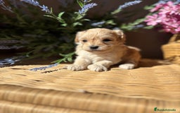 Maltipoo perros en venta: Maltipoo hembra Toy  - Imagen 3
