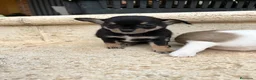 Chihuahua perros en venta: Chihuhua pelo corto  - Anuncio 3