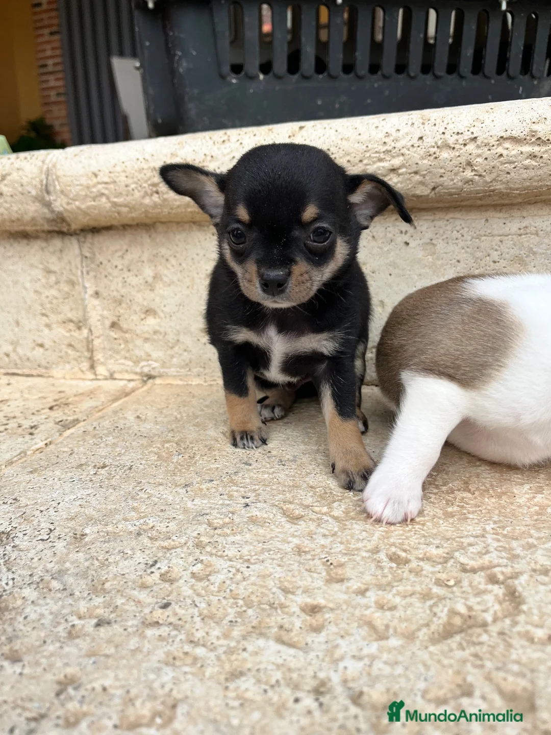 Chihuahua perros en venta: Chihuhua pelo corto  - Anuncio 3