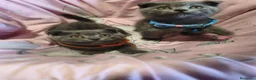 Scottish Fold gatos en venta: Scottish fold blue - Anuncio 2