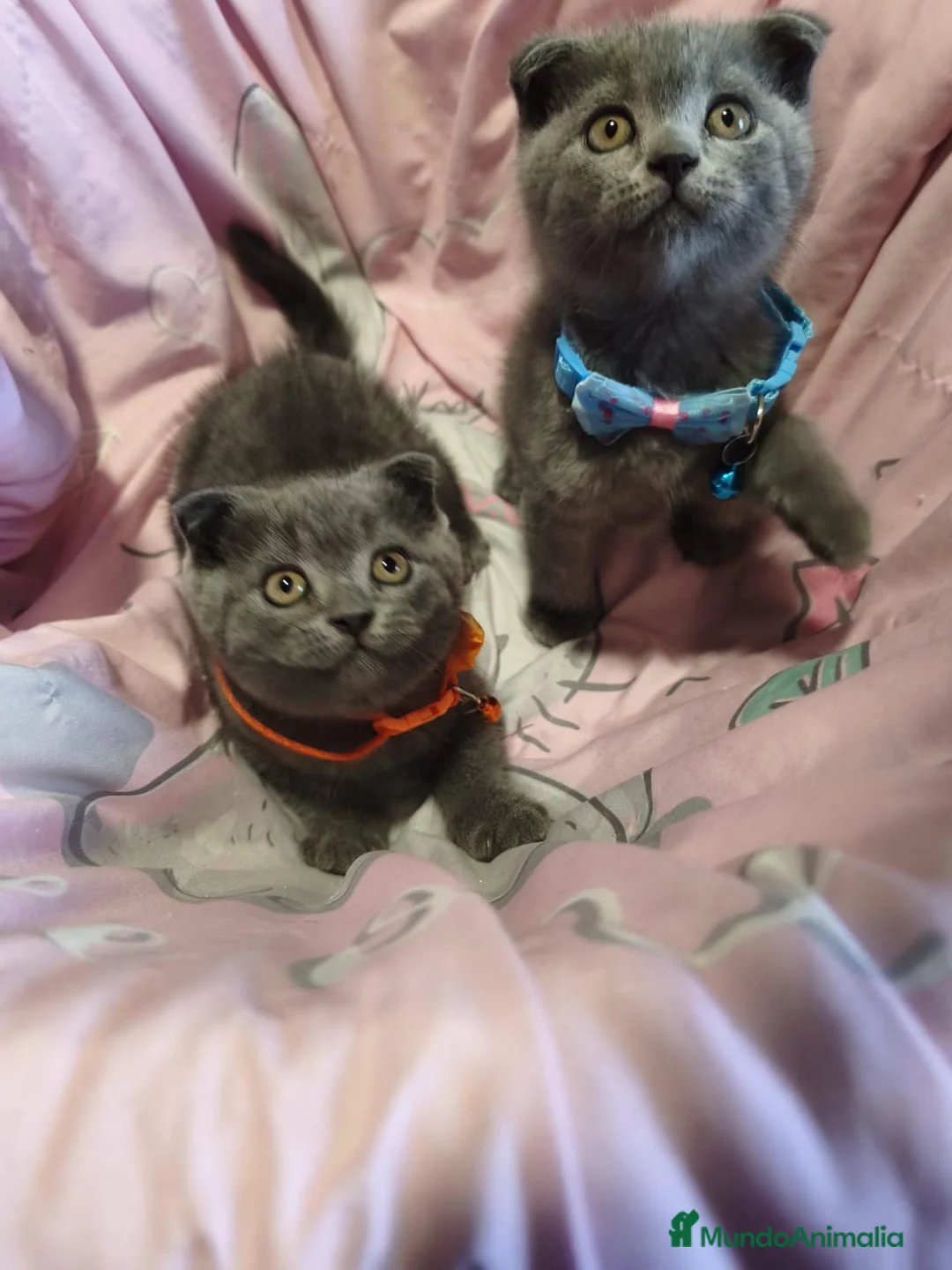 Scottish Fold gatos en venta: Scottish fold blue - Anuncio 2