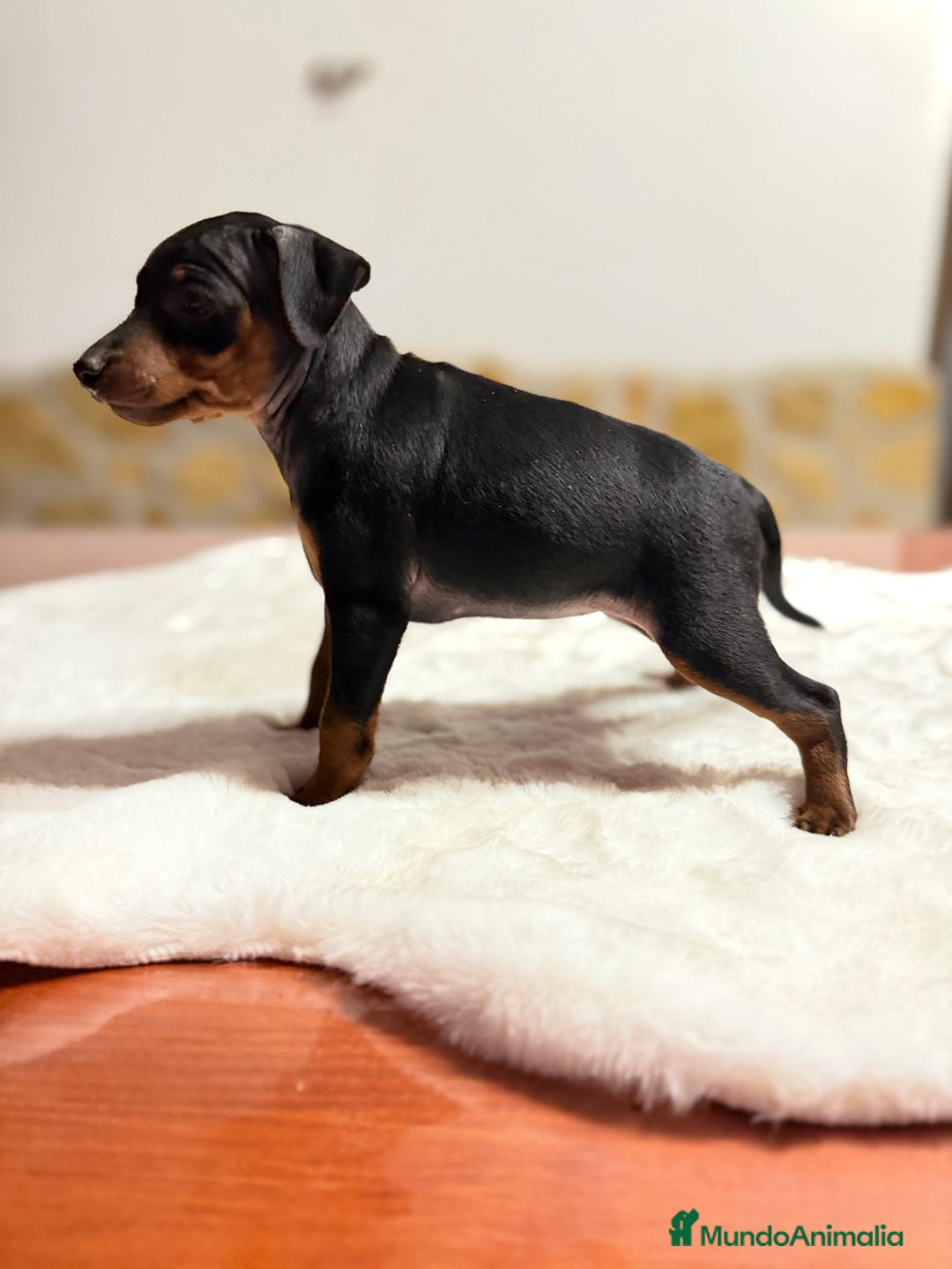 Pinscher Miniatura perros en venta: Mini Pincher hembra  - Imagen 2