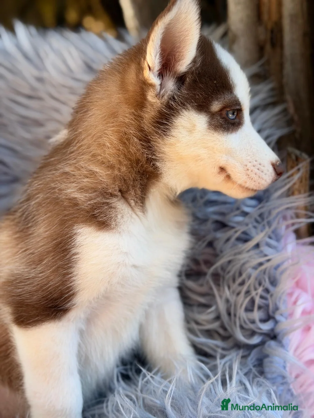 Husky Siberiano perros en venta: HUSKY - Anuncio 9