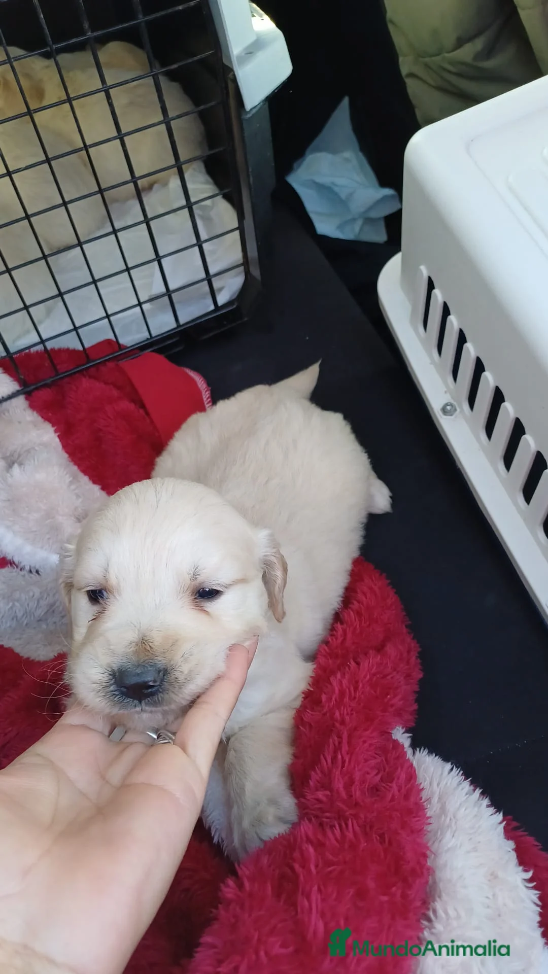 Golden Retriever perros en venta: Hembra golden retriever para entregar - Anuncio 1