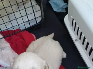 Golden Retriever perros Hembra golden retriever para entregar - Anuncio 1