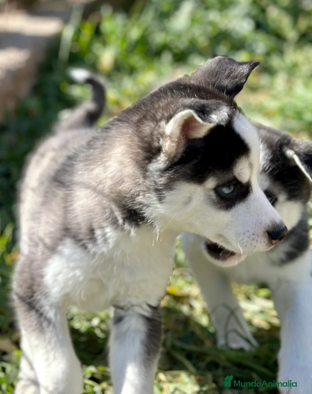 Husky Siberiano perros en venta: HUSKY NEGRA OJOS AZULES ESPECTACULAR en Barcelona - Anuncio 3