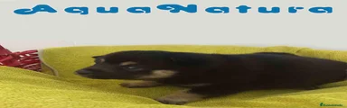 Shiba Inu Macho 1 de Magy y Simbad