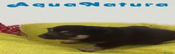 Shiba Inu perros en venta: Shiba Inu Macho 1 de Magy y Simbad AQUANATURA - Anuncio 5