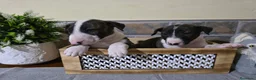 Bull Terrier perros en venta:  Camada se Bull Terrier precioso - Anuncio 2