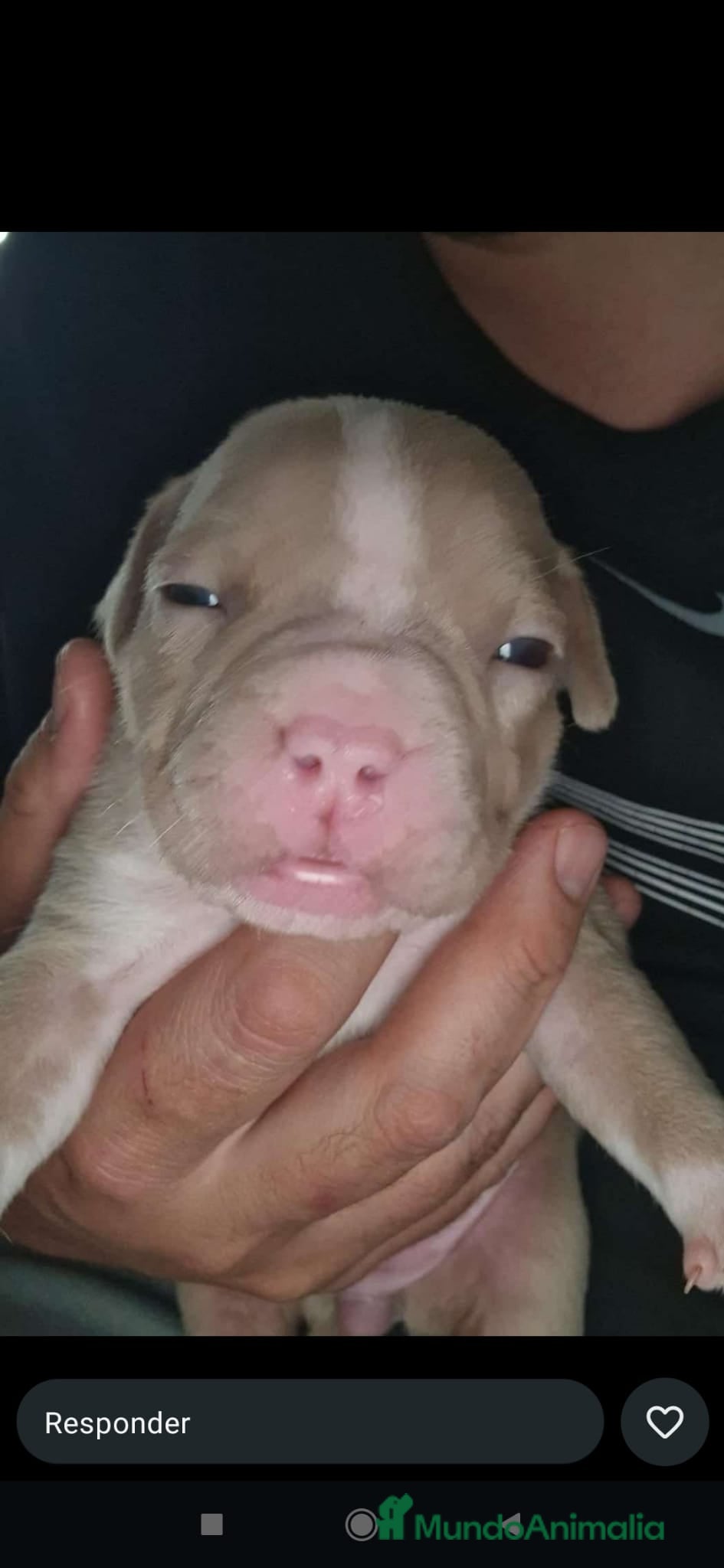 American Bully perros American bully  - Anuncio 1