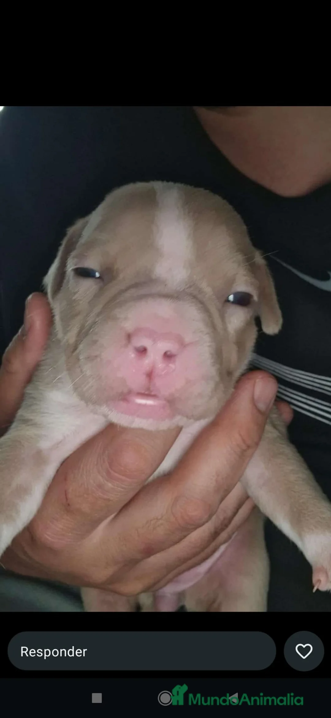 American Bully perros en venta: American bully  - Anuncio 1