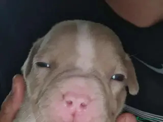 American Bully perros American bully - Anuncio 1