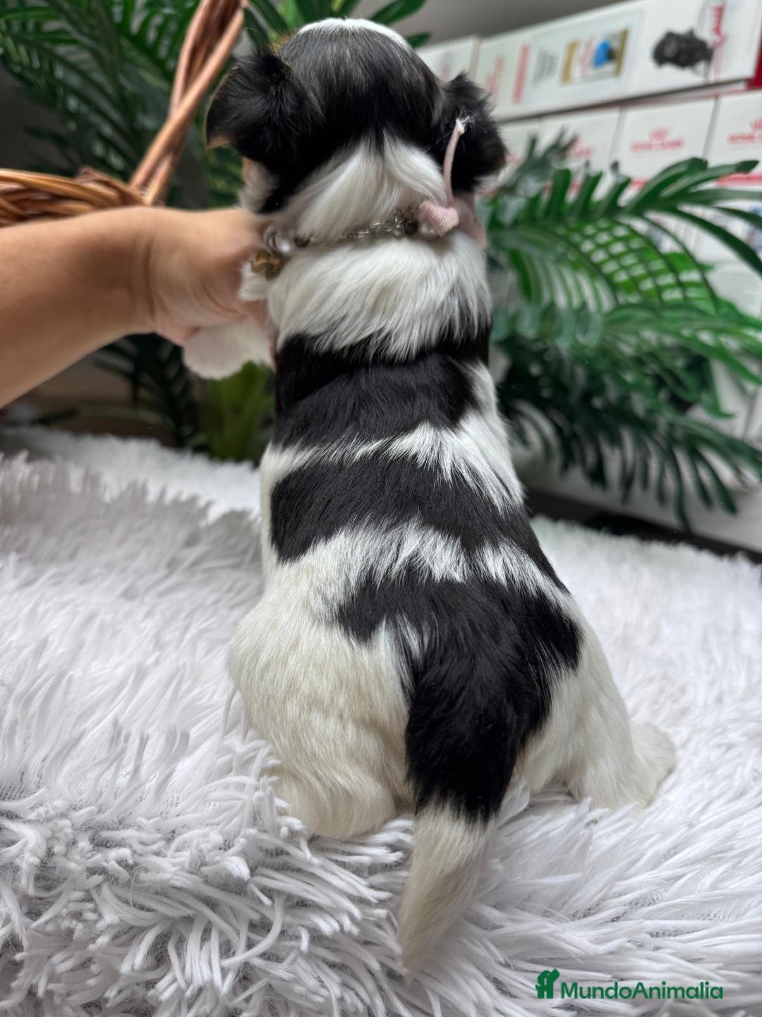 Yorkshire Terrier perros en venta: YORKSHIRE BIEWER HEMBRA - Anuncio 4