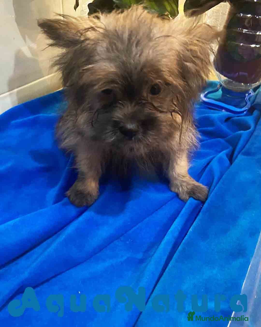 Raza Mixta perros en venta: Havapom Macho de Kyi Junior 4564 AQUANATURA - Anuncio 5