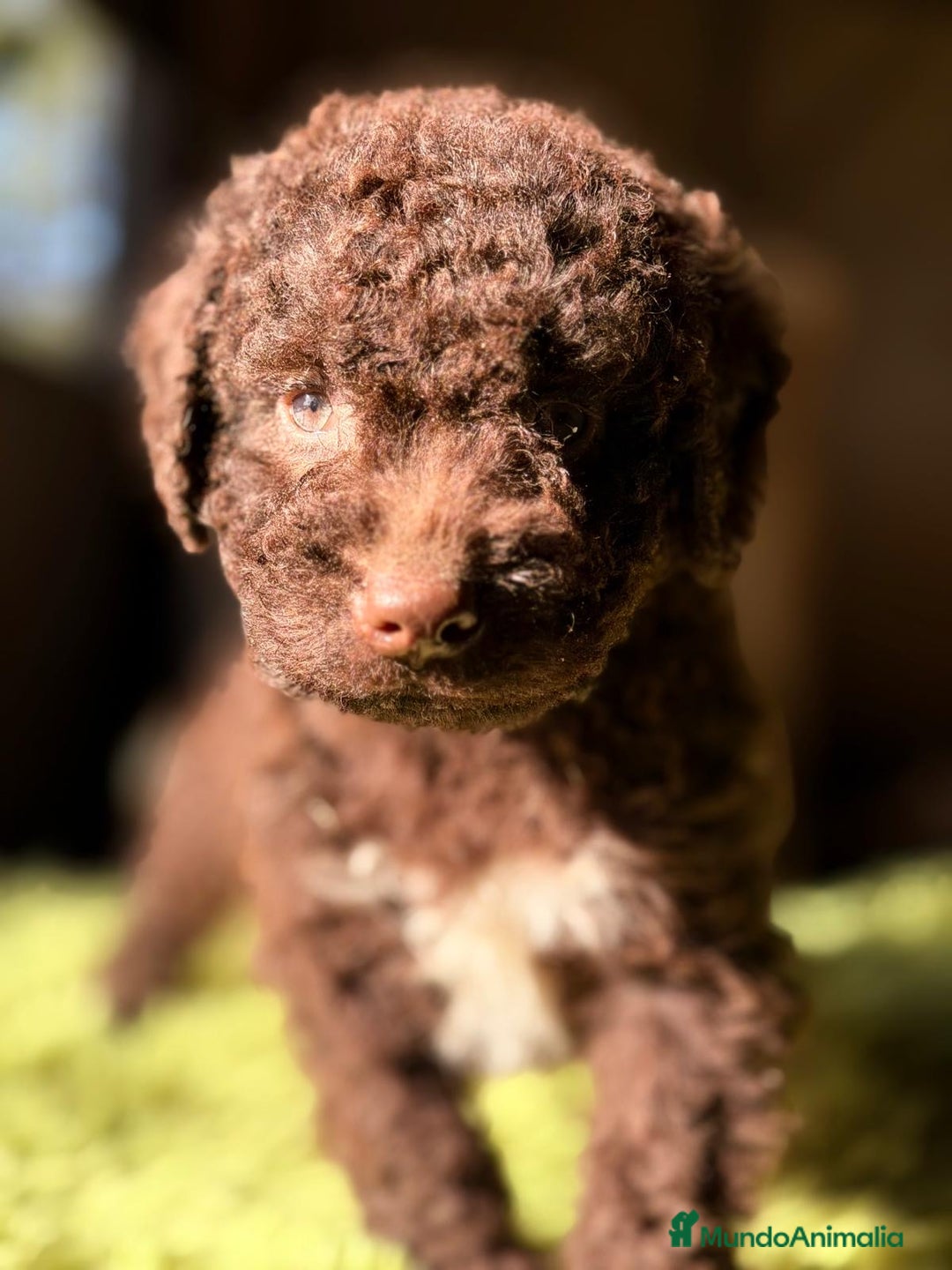 Perro de Agua Español perros en venta: PERRO DE AGUA ESPAÑOL - Anuncio 3