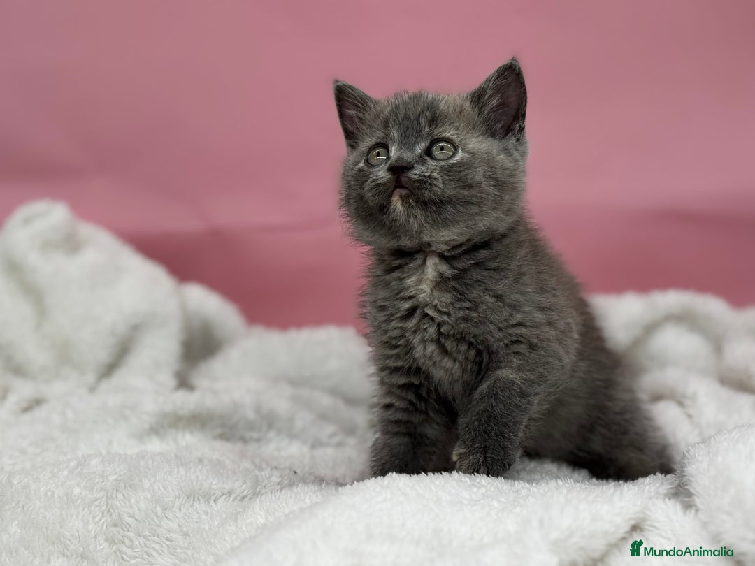 Británico de Pelo Corto gatos en venta: Última British  - Anuncio 2