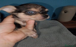 Chihuahua perros en venta: Chihuahua Merle macho  - Imagen 3