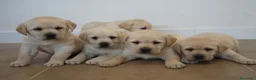 Labrador Retriever perros en venta: LABRADOR RETRIEVER - Anuncio 4