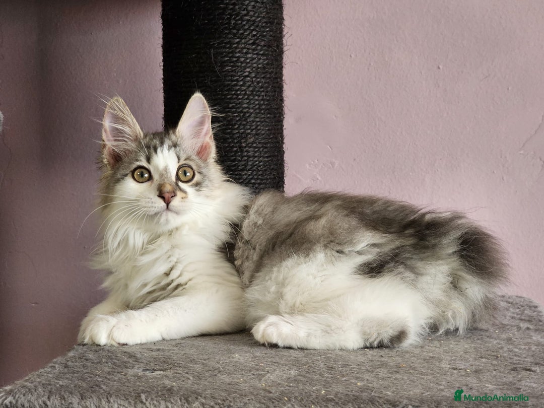 Kurilean Bobtail de Pelo Largo gatos en venta: Kurilian Macho - Anuncio 4