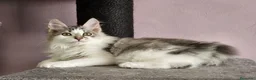 Kurilean Bobtail de Pelo Largo gatos en venta: Kurilian Macho - Anuncio 4