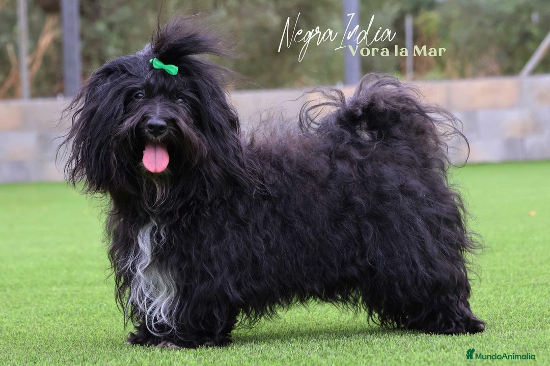 Bichón Habanero perros en venta: Camada de los Reyes Magos - Anuncio 3