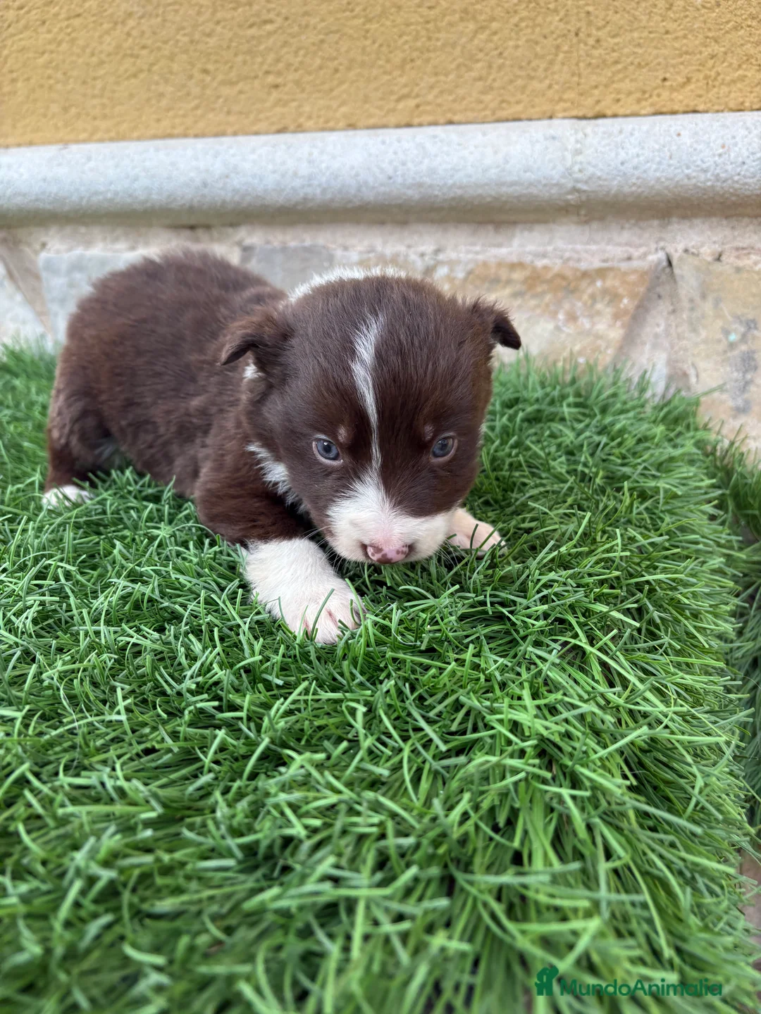 Border Collie perros en venta: Hembra chocolate de Border Collie  - Anuncio 14