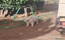 Pomerania perros en venta: Pomeranian  - Imagen 4