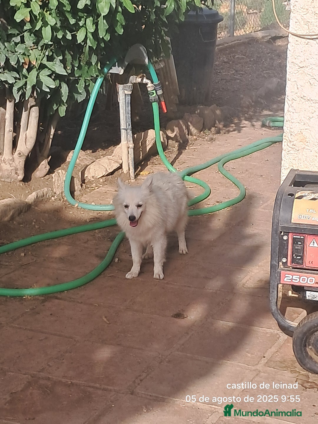 Pomerania perros en venta: Pomeranian  - Imagen 4