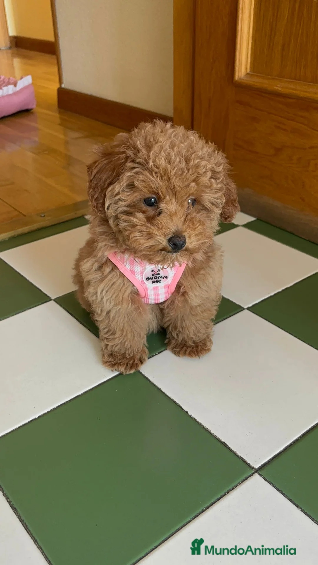 Caniche Toy perros en venta: Caniche toy hembra - Anuncio 1