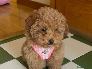 Caniche Toy perros Caniche toy hembra - Anuncio 1