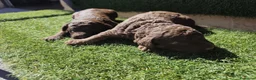Perro de Agua Español perros en venta: Cachorros perros de agua en Zaragoza - Anuncio 16