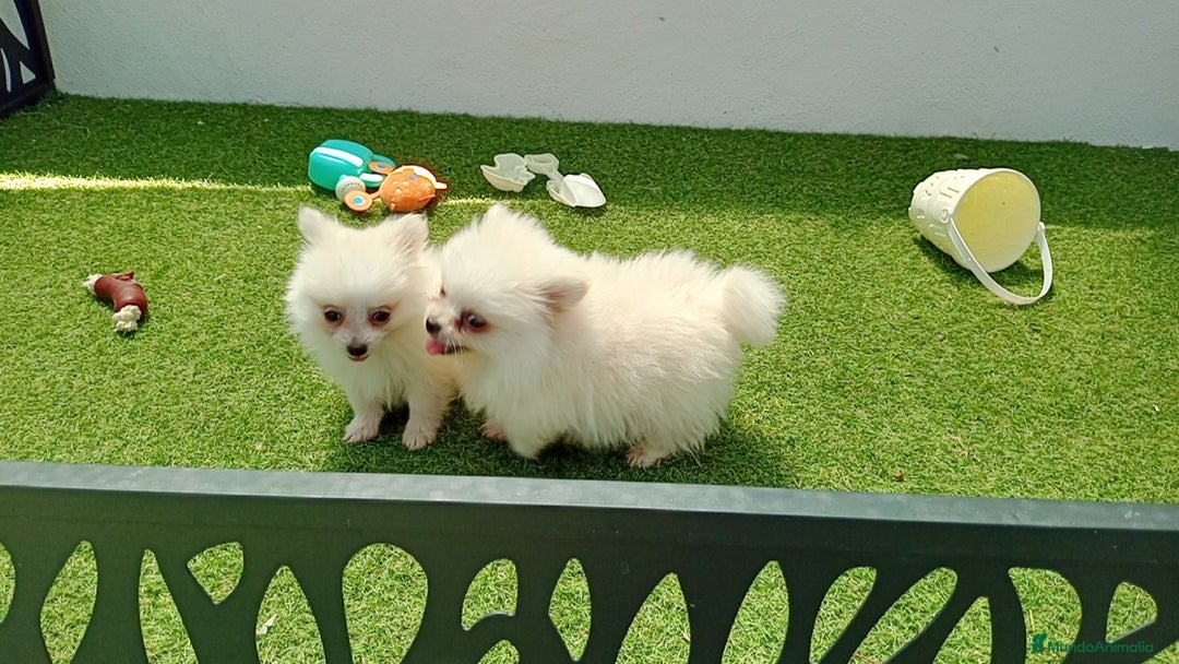 Pomerania perros en venta: Lulu Pomerania  - Imagen 2