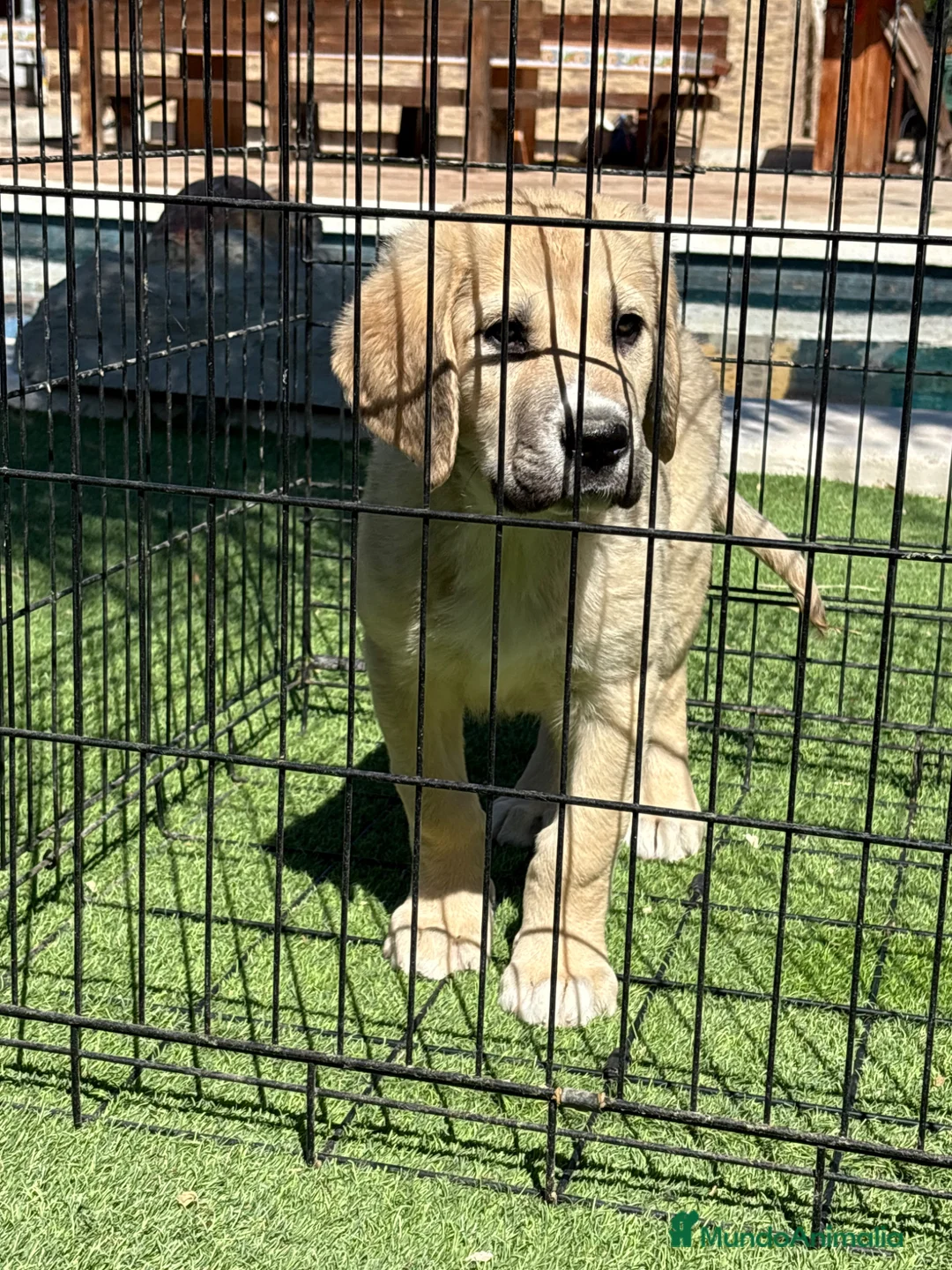 Pastor de Asia Central perros en venta: Cachorro de Alabai  - Anuncio 2