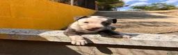 American Staffordshire-Terrier perros en venta: Amstaff - Anuncio 3