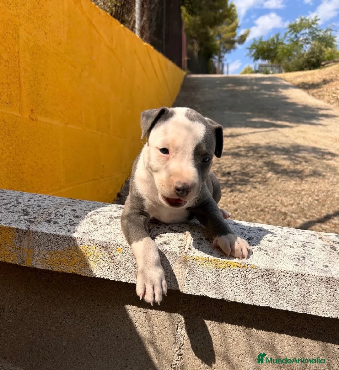 American Staffordshire-Terrier perros en venta: Amstaff - Anuncio 3