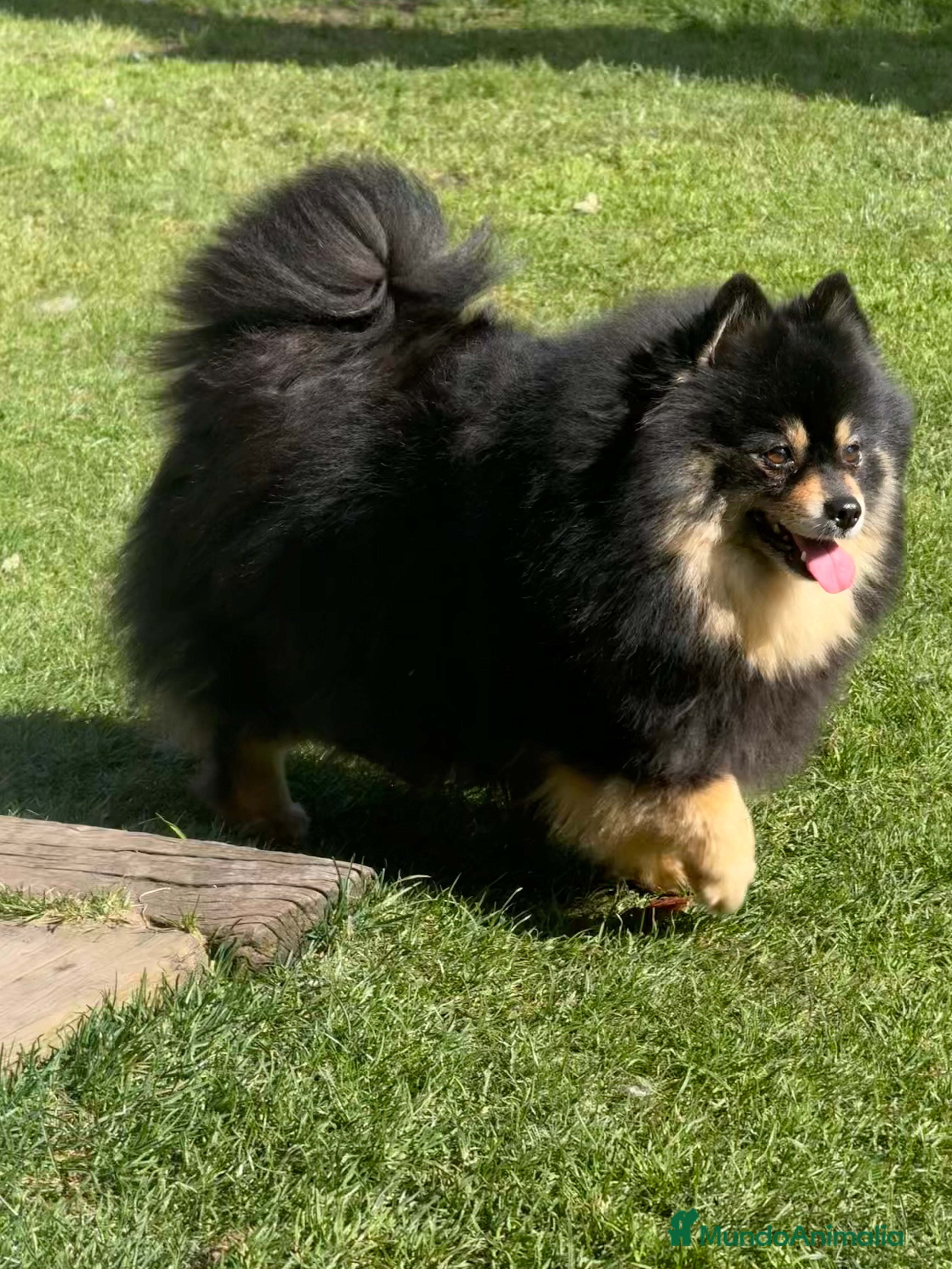 Pomsky perros Pomsky F2a  - Anuncio 1