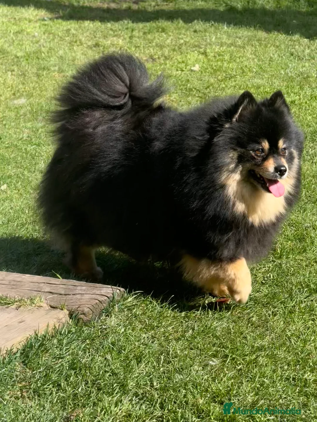 Pomsky perros en venta: Pomsky F2a  - Anuncio 1