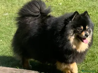 Pomsky perros Pomsky F2a - Anuncio 1